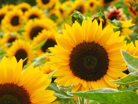 صور حقل زهور دوار الشمس Sunflower - صور ورد وزهور Rose Flower images
